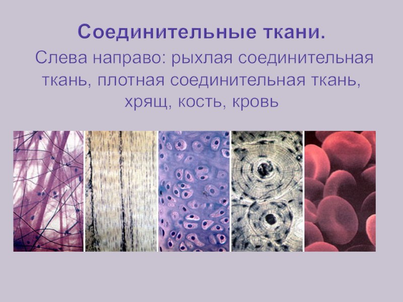 Соединительные ткани.  Слева направо: рыхлая соединительная ткань, плотная соединительная ткань, хрящ, кость, кровь